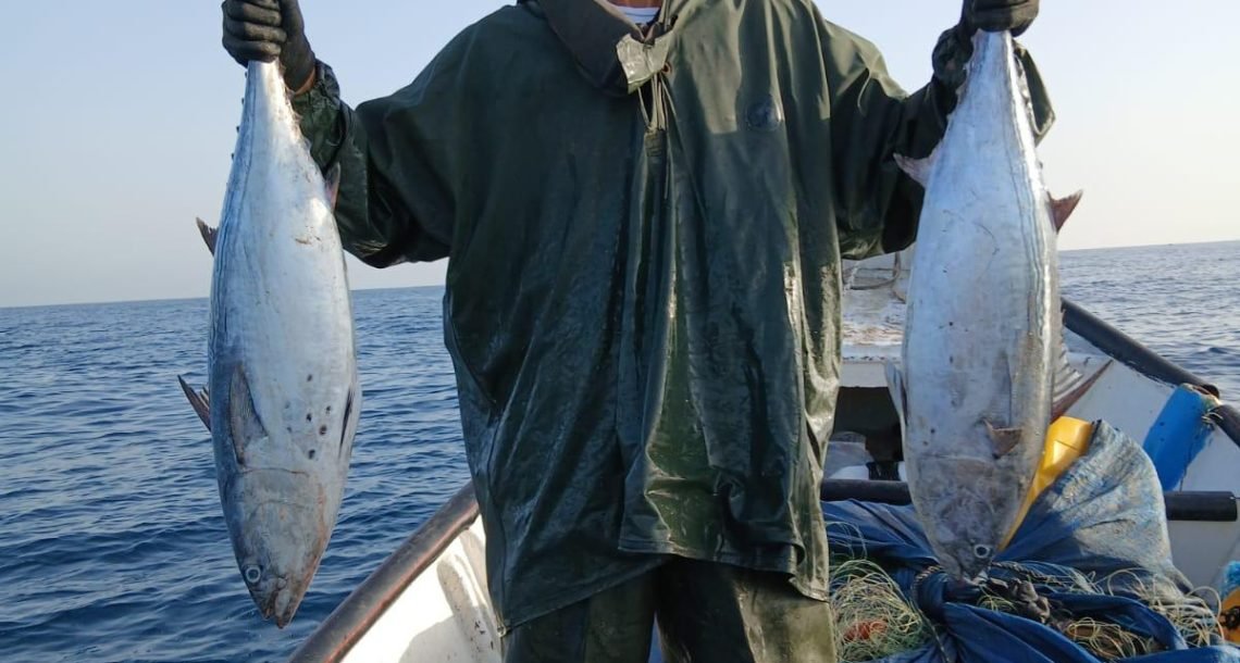 איך לנהוג אם כריש מתקרב אליך