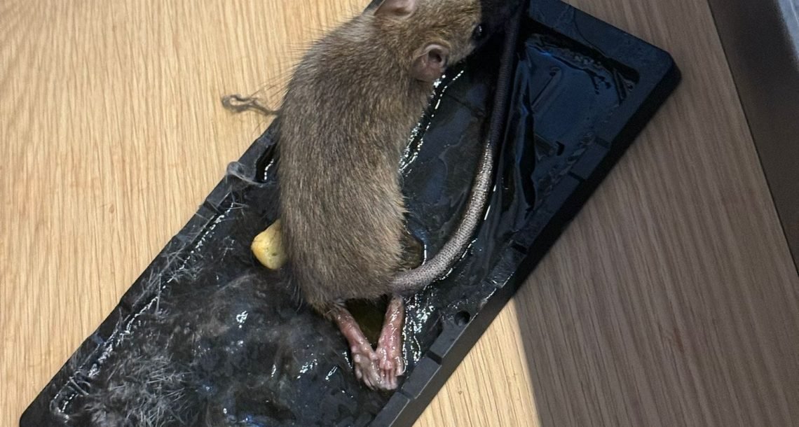 מתקפת חולדות בהרצליה: בעלי עסקים ותושבים זועמים – "הן נכנסות אפילו למכוניות"