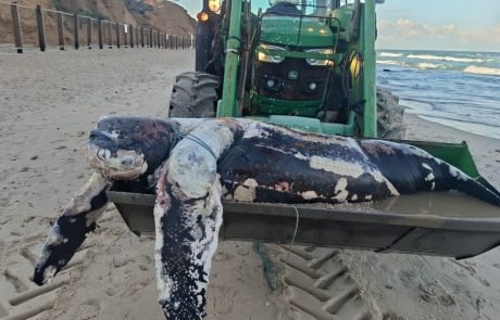 צב ים ענק ונדיר נסחף לחופי הרצליה – מין שאינו אופייני לים התיכון