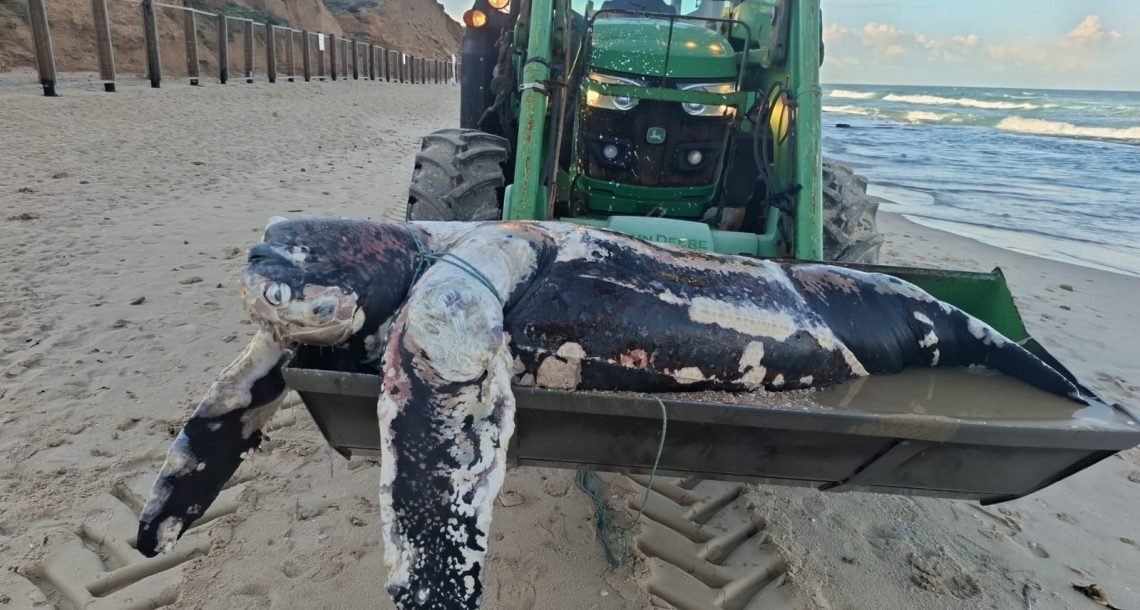 צב ים ענק ונדיר נסחף לחופי הרצליה – מין שאינו אופייני לים התיכון